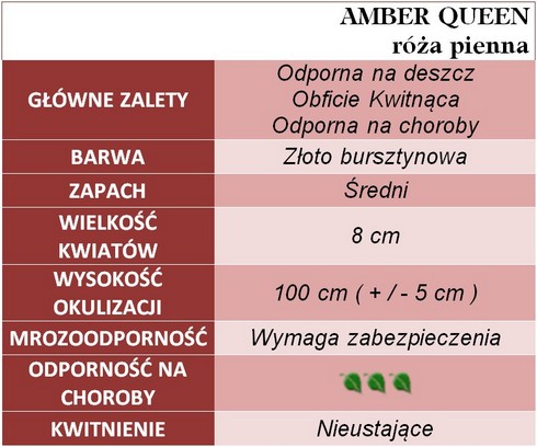 Amber Queen róże pienne gł.zal